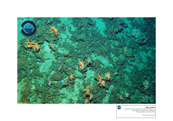 Arrecifes-de-corales-aguas-frias-800m