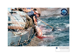Pesca-atun-rojo-almadraba