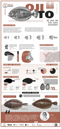 Poster-Ojito-12meses-12peces-COST-IEO-CSIC-Proyecto_Mimar-2024