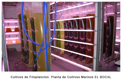acuicultura-ieo-santander-cultivo_fitoplancton