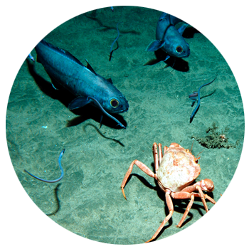 investigacion-ecologia-marina-ieo-santander-1