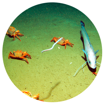 investigacion-ecologia-marina-ieo-santander-2